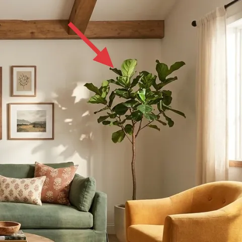 tall leafy potted tree